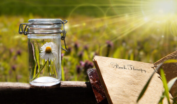 Fiori di Bach: guarire le emozioni per ritrovare il benessere del corpo 1 Fiori di Bach: guarire le emozioni per ritrovare il benessere del corpo