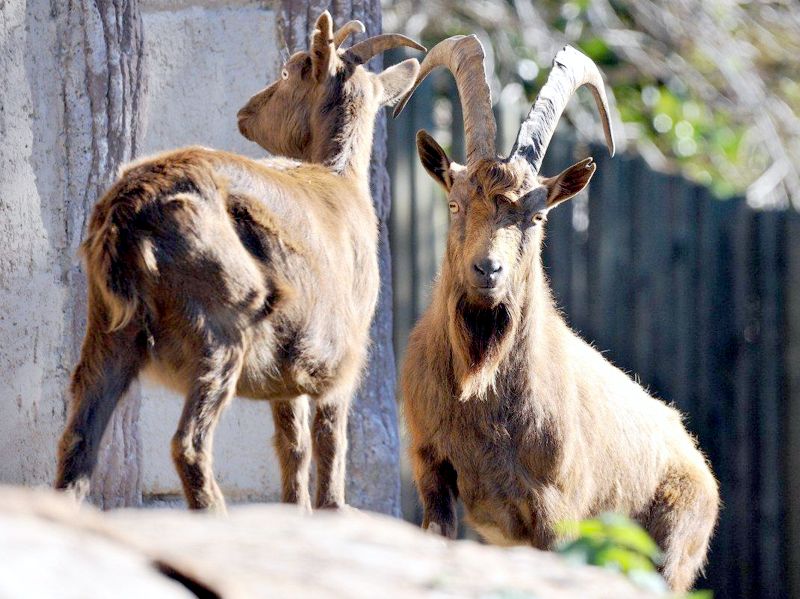 Capra di Montecristo