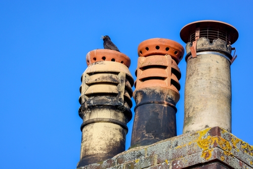 La merla delle leggende, per ripararsi dal freddo di gennaio, si rifugia in un comignolo. Quando ne uscirà, le sue candide piume saranno diventate nere per sempre, a causa della fuliggine del comignolo
