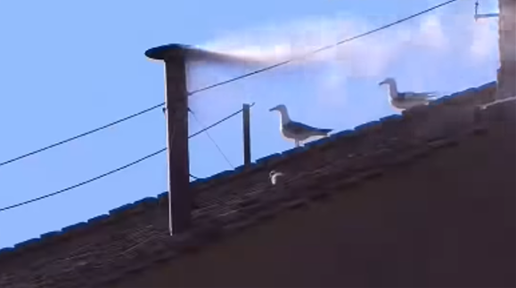 Gli immancabili gabbiani testimoni della "fumata bianca" uscita dal comignolo alle 18.07 di giovedì 8 maggio 2025.