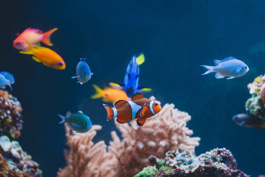 La ricchezza di specie biologiche diverse tra loro garantisce una serie di vantaggi sia dal punto di vista ecologico che culturale. - © Shutterstock