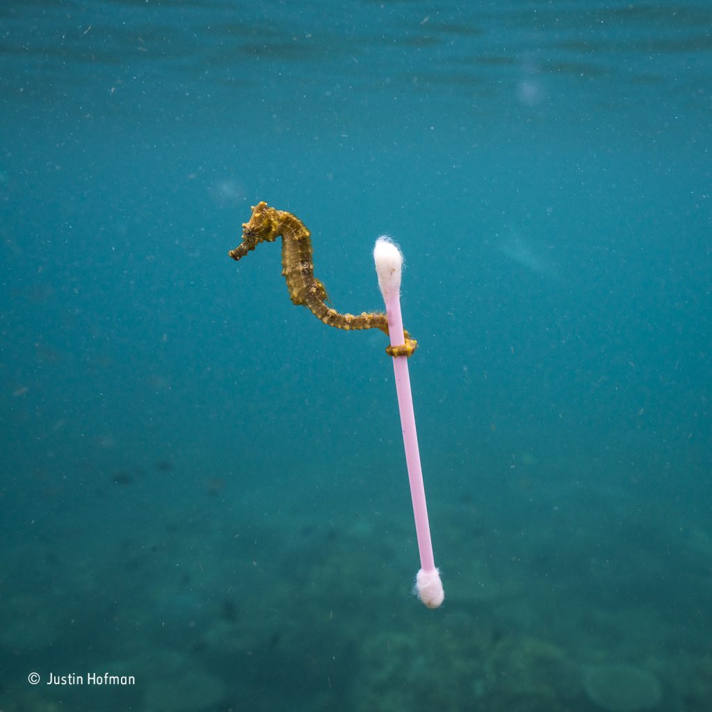 L'immagine "Sewage surfer" del fotografo subacqueo Justin Hofman, che vinse l'edizione 2017 del concorso fotografico "Wildlife Photographer of the year", diventando poi virale: un cavalluccio marino avvinghiato a un cotton stick - © Justin Hofman / Wildlife Photographer of the year 2017