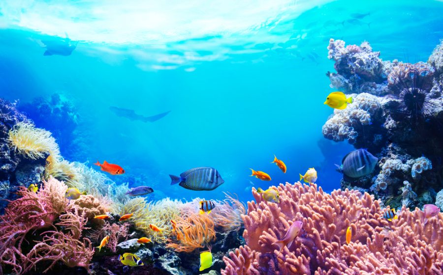 La ricchezza e la salute dei mari sono un elemento primario per la sopravvivenza della vita sul pianeta e la salvaguardia della Biodiversità. - Foto: © Shutterstock