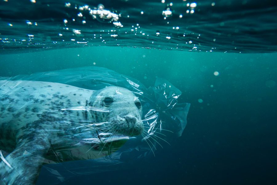 L'inquinamento da plastica è uno dei più subdoli: oltre ad innervare gli oceani con buste di plastica facilmente scambiabili per meduse o altri invertebrati dalla fauna marina, chwe finisce per rimanervi intrappolata, dà vita al fenomeno delle microplastiche, frammenti di plastica inferiori ai 5mm, con grandezze a volte anche di pochi micron che finiscono per essere assorbiti dagli organismi viventi, compresi gli esseri umani attraverso il cibo o la respirazione, generando stati infiammatori o manifestazioni tumorali. © martiBstock/Shutterstock