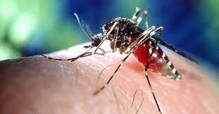 Virus West Nile, torna a uccidere la “Febbre del Nilo”. Una vittima nel Lazio, punta da una zanzara infetta