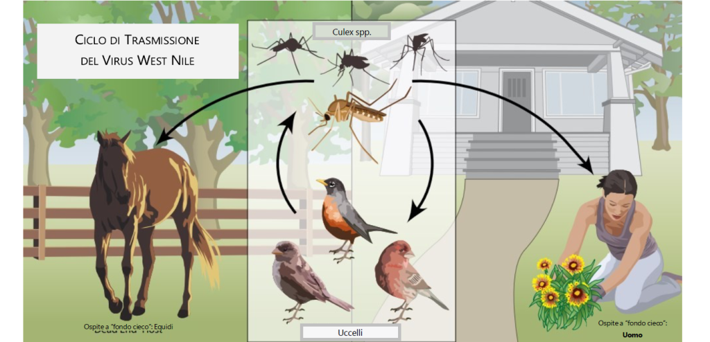 Virus West Nile, torna a uccidere la “Febbre del Nilo”. Una vittima nel Lazio, punta da una zanzara infetta