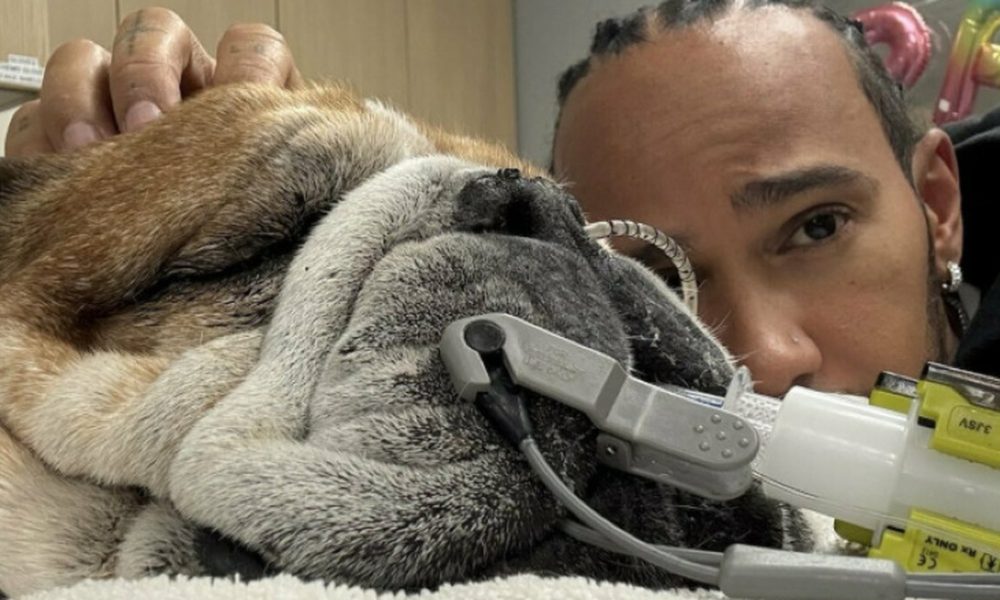 Addio a Roscoe, il bulldog di Lewis Hamilton: «La decisione più difficile della mia vita» Lewis Hamilton