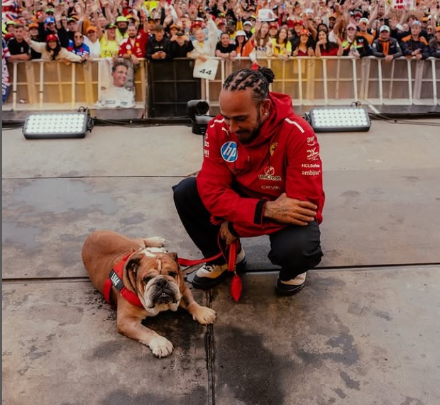Addio a Roscoe, il bulldog di Lewis Hamilton: «La decisione più difficile della mia vita» 2 Lo portava con sè anche nel paddock.