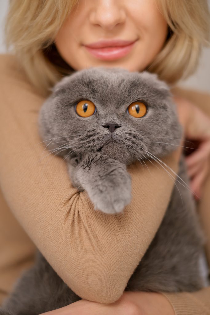 Olanda, stop ai gatti “di design”: dal 2026 vietati Scottish Fold e Sphynx