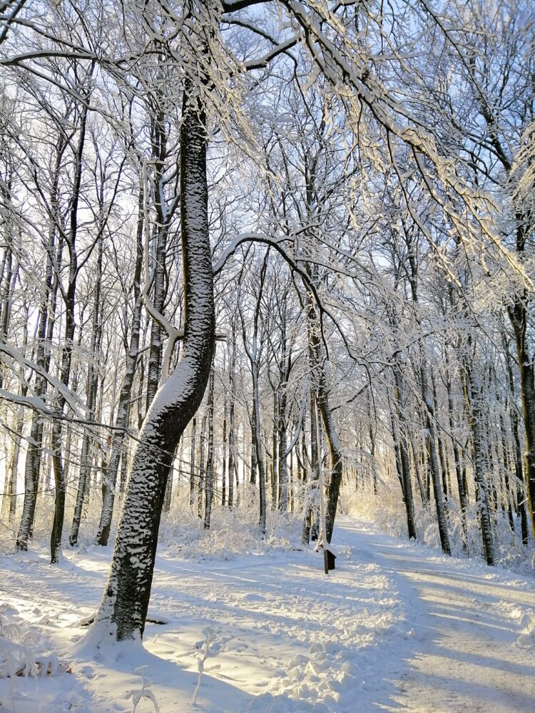 Bagno di foresta d'inverno: shinrin-yoku nella stagione del silenzio